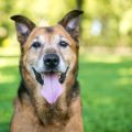 Preparing Your Pet for Boarding Kennels: UK Vaccine and Health Check Requirements