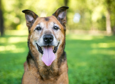 Preparing Your Pet for Boarding Kennels: UK Vaccine and Health Check Requirements