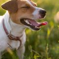 Balancing Natural Instincts: Providing Safe Outdoor Experiences for Indoor Cats