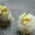 The Ultimate Guide to Feeding Pet Birds in the UK: Safe Foods and Nutrition Advice