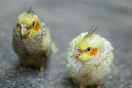 The Ultimate Guide to Feeding Pet Birds in the UK: Safe Foods and Nutrition Advice