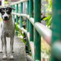 The Process of Dog Adoption in Britain: Laws, Costs and Tips