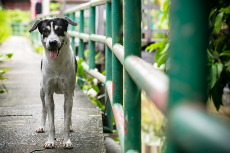 The Process of Dog Adoption in Britain: Laws, Costs and Tips