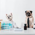 Pet Insurance for Older Pets in the UK: Challenges and Solutions