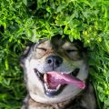 Pet-Proofing Your Garden and Outdoor Spaces: UK Safety Tips for Cats and Dogs