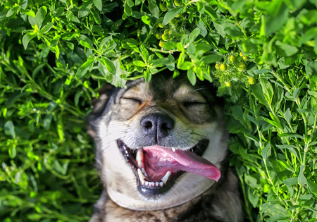 Pet-Proofing Your Garden and Outdoor Spaces: UK Safety Tips for Cats and Dogs