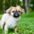 Preparing for Long Dog Walks: British Essentials and Packing Lists