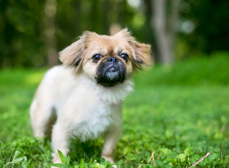Preparing for Long Dog Walks: British Essentials and Packing Lists