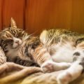 Choosing the Best Cat Litter for British Homes: A Comprehensive Review of Top UK Products