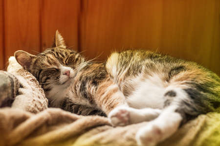 Choosing the Best Cat Litter for British Homes: A Comprehensive Review of Top UK Products