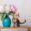 Creating a Safe and Stylish Pet-Friendly Living Room in British Homes