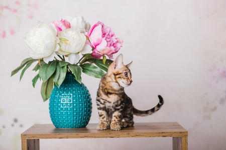 Creating a Safe and Stylish Pet-Friendly Living Room in British Homes