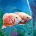 Essential Equipment for UK Freshwater and Marine Aquariums: What You Need and Why