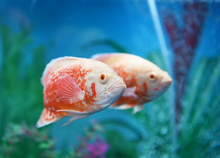 Essential Equipment for UK Freshwater and Marine Aquariums: What You Need and Why