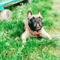 How to Handle Multi-Cat Litter Box Setups in UK Households: Tips for Harmony and Cleanliness
