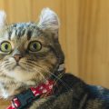 How to Help Nervous or Aggressive Cats Accept Grooming: UK Behaviourist Insights