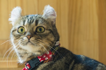 How to Help Nervous or Aggressive Cats Accept Grooming: UK Behaviourist Insights