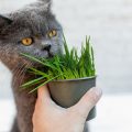 Raw Feeding vs. Commercial Pet Food: Pros and Cons for UK Pet Owners