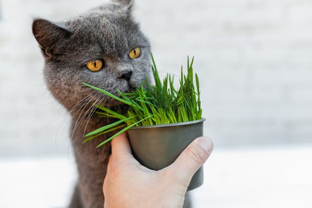 Raw Feeding vs. Commercial Pet Food: Pros and Cons for UK Pet Owners