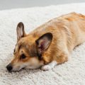 How to Create a Garden Memorial for Your Pet in British Homes