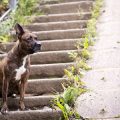 UK Interview Series: Counsellors and Pet Owners Discuss Pet Loss and Recovery