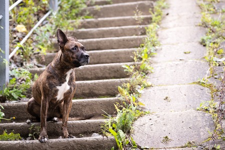 UK Interview Series: Counsellors and Pet Owners Discuss Pet Loss and Recovery
