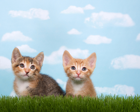 Helping Children Cope with the Loss of a Beloved Pet in the UK