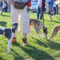 Pet Sitter and Dog Walker Regulations: Legal Responsibilities for Carers in the UK