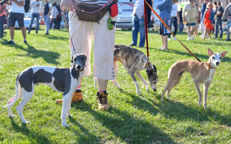 Pet Sitter and Dog Walker Regulations: Legal Responsibilities for Carers in the UK