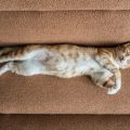 The Ultimate Guide to Popular Cat Breeds in the UK: History, Traits, and Care Tips