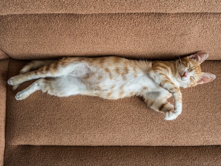 The Ultimate Guide to Popular Cat Breeds in the UK: History, Traits, and Care Tips