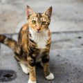 How to Choose the Best Pet Insurance for Your Dog or Cat in Britain