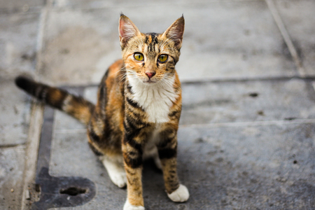 How to Choose the Best Pet Insurance for Your Dog or Cat in Britain