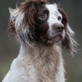 Understanding British Pet Bereavement Support: How Local Groups Offer Comfort in Times of Loss