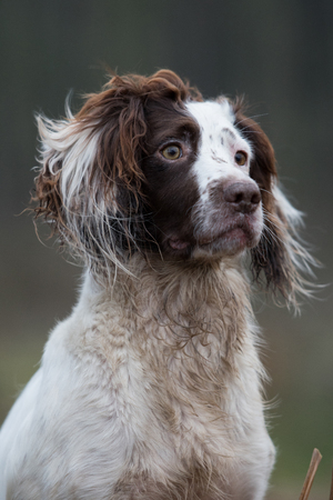 Understanding British Pet Bereavement Support: How Local Groups Offer Comfort in Times of Loss