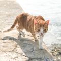 Understanding Cat Food Labels in the UK: How to Make Healthy Choices