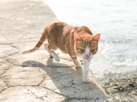 Understanding Cat Food Labels in the UK: How to Make Healthy Choices