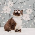 How to Create the Perfect Indoor Environment for Your Cat in Britain