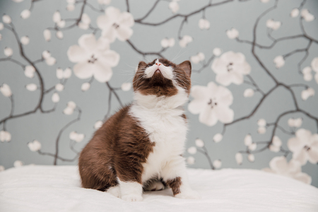 How to Create the Perfect Indoor Environment for Your Cat in Britain