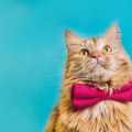 DIY Cat Grooming in the UK: What Every Cat Owner Should Know