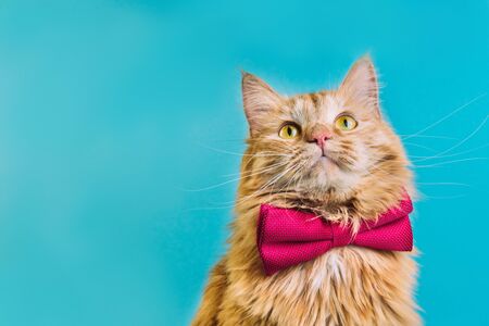 DIY Cat Grooming in the UK: What Every Cat Owner Should Know