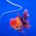 The Ultimate Guide to Setting Up Your First Home Aquarium: UK Edition