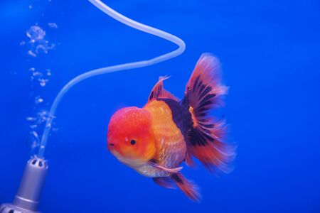 The Ultimate Guide to Setting Up Your First Home Aquarium: UK Edition