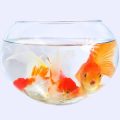 Step-by-Step Instructions for Setting Up a Tropical Fish Tank at Home