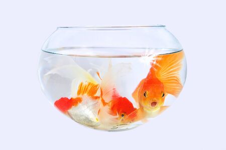 Step-by-Step Instructions for Setting Up a Tropical Fish Tank at Home