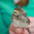 Recognising Early Signs of Disease in British Pet Birds: A Vet’s Perspective