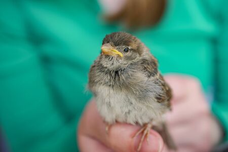 Recognising Early Signs of Disease in British Pet Birds: A Vet’s Perspective