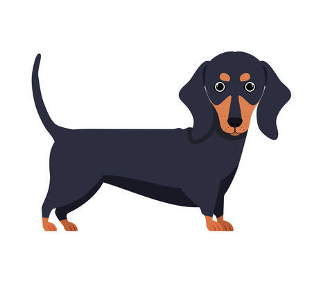 Bathing Essentials for British Dogs