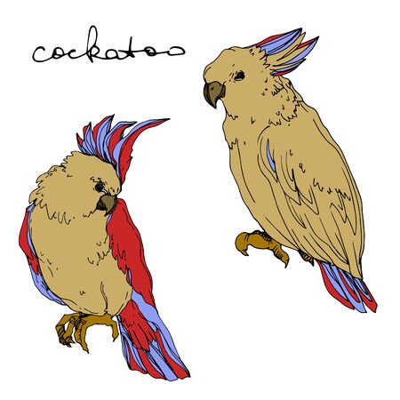 Decoding Bird Calls: Examples from the British Garden