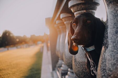 Understanding the Laws and Social Attitudes Towards Outdoor Cats in the UK